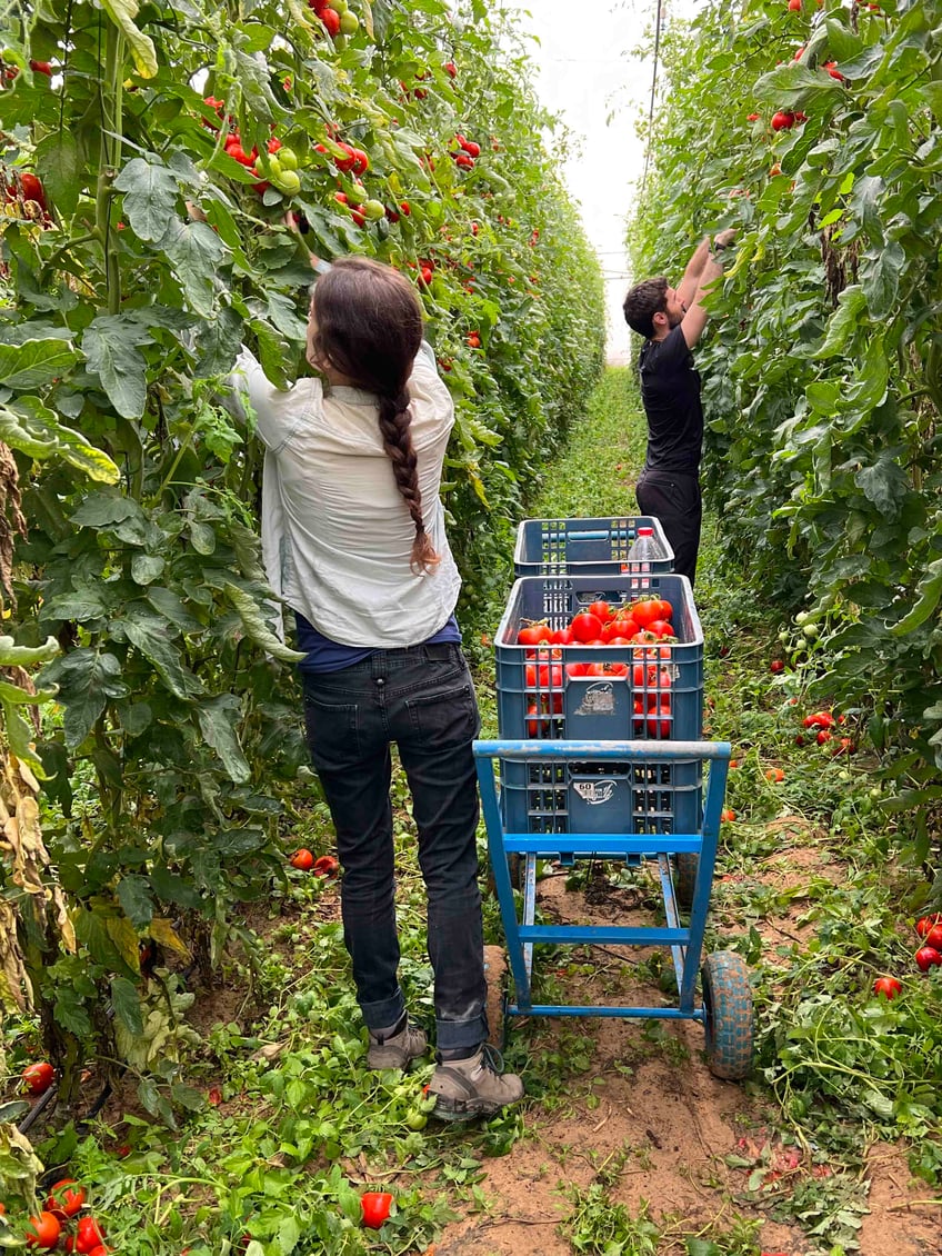 israeli volunteers save crops near gaza communities devastated by terror