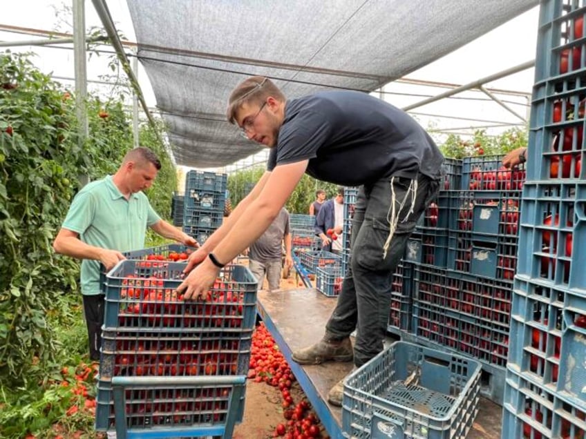 israeli volunteers save crops near gaza communities devastated by terror