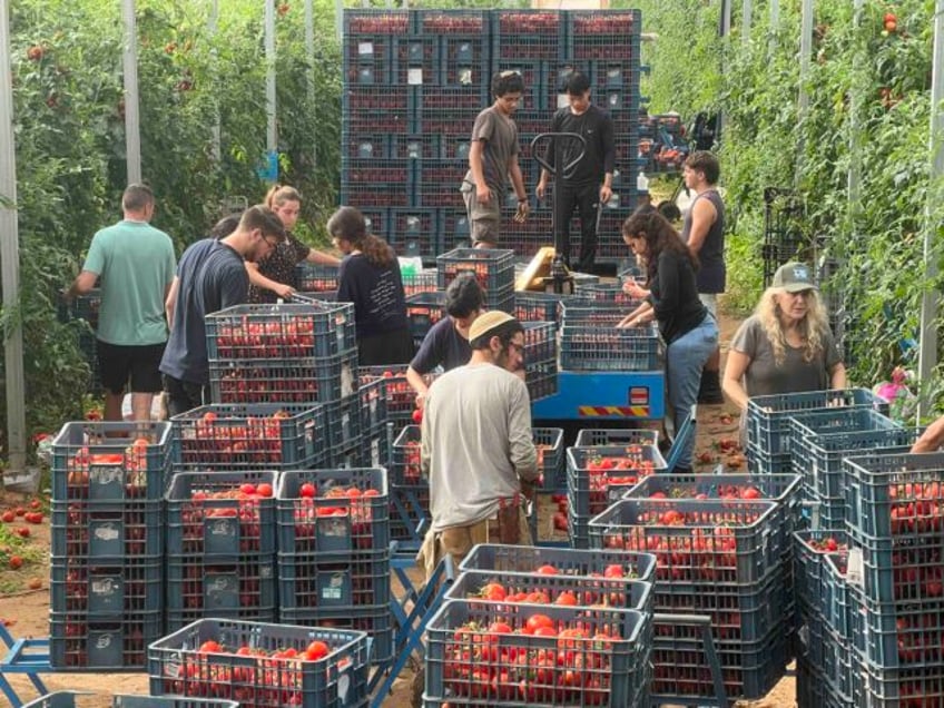 israeli volunteers save crops near gaza communities devastated by terror