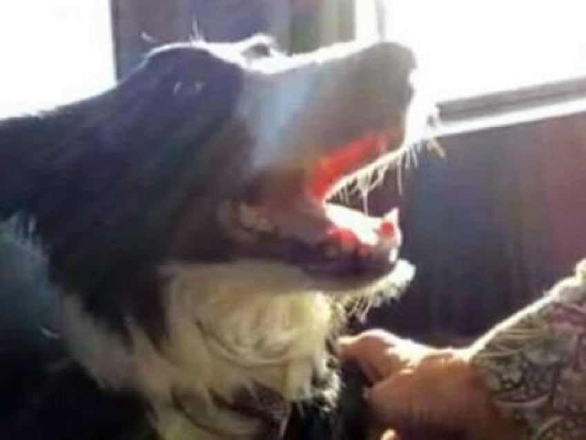 it got people active texas man reunited with lost dog after 77 days thanks to social media