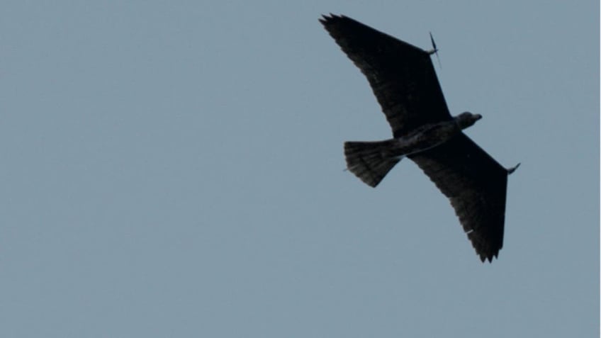 It may look like an eagle, but it's actually a stealthy bird-drone for covert missions