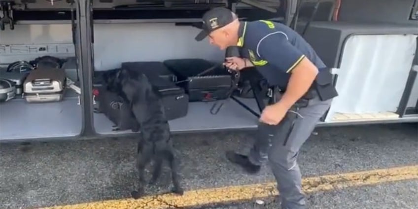 italian police dog sniffs out jaw dropping stash in suitcase