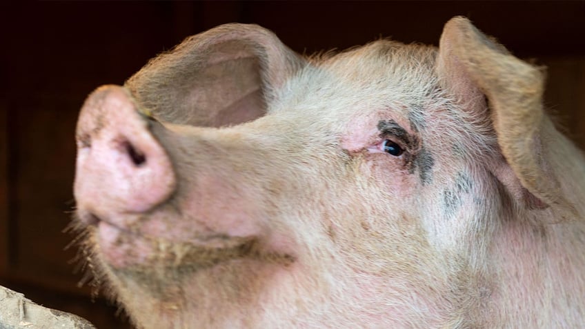 italy culls more than 30000 pigs to counter spread of swine fever