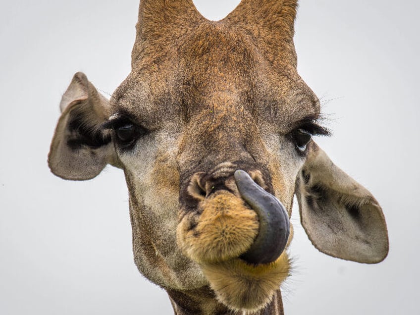 its a girl rare giraffe born without any spots at tennessee zoo