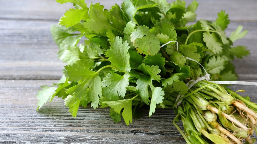Green cilantro on a wooden boards, food close-up