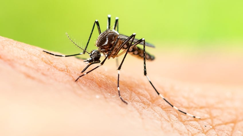 jamaica declares dengue fever outbreak with hundreds of confirmed and suspected cases