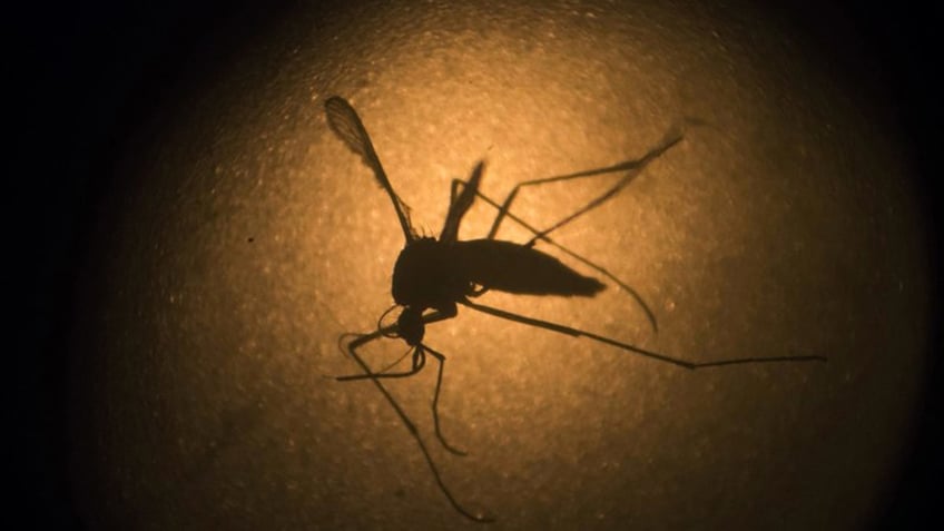 jamaica declares dengue fever outbreak with hundreds of confirmed and suspected cases