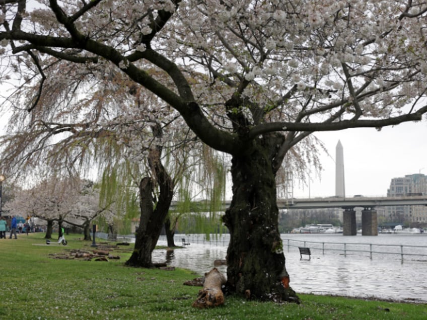 japan to gift us with 250 replacement cherry trees