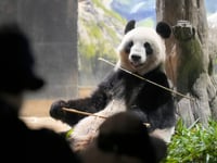 Japanese fans bid farewell to beloved panda pair before their return to China