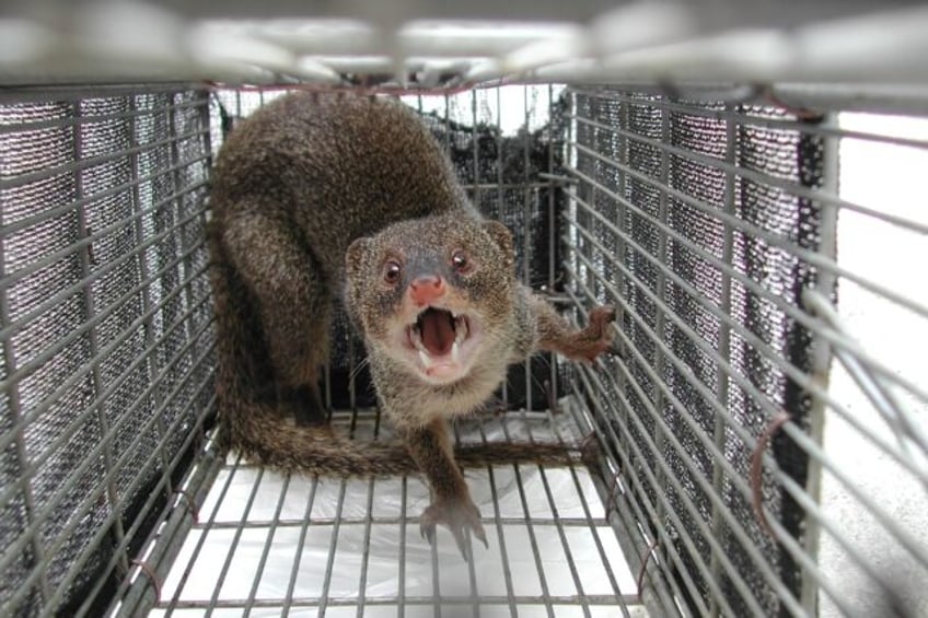 Japan says it has eradicated mongooses from a tropical island where it was introduced to h