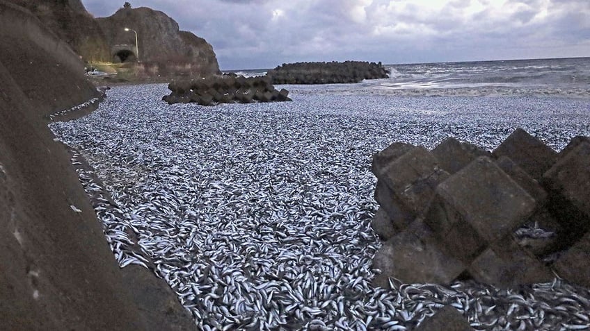 japanese residents cautioned after thousands of dead sardines wash ashore beach