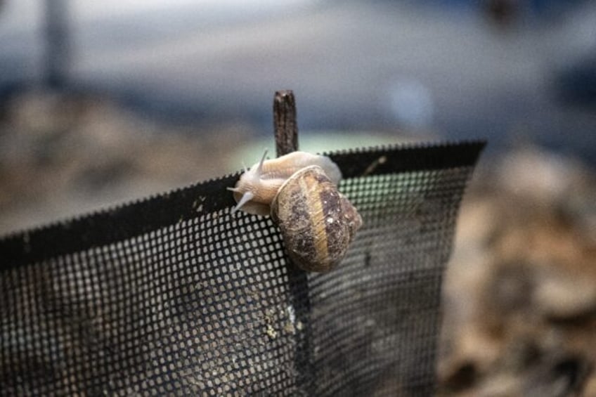 Burgundy snails, typically foraged from woodlands in central and eastern Europe, are being