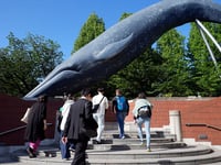 Japan’s Fisheries Agency seeks to allow commercial catching of fin whales, stirring conservation concerns