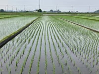 Japan’s rice crisis: Prices soar, supplies dwindle and a minister resigns