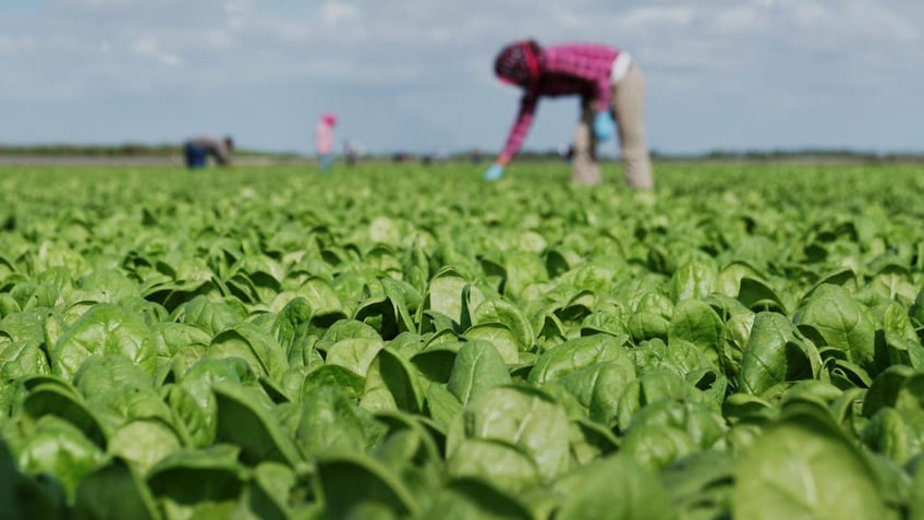 Spinach farm in Florida