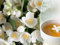 Jasmine herbs’ surprising benefits when added to health routines in the form of oil, in tea and more