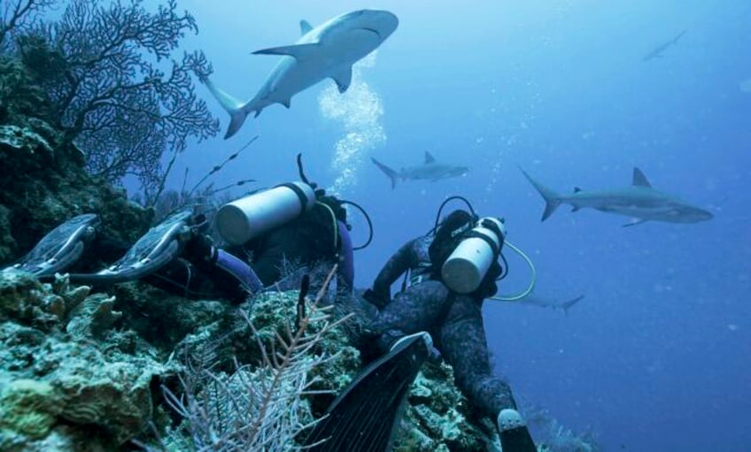 jason momoa hosts discoverys shark week featuring feeding frenzies and junkie sharks