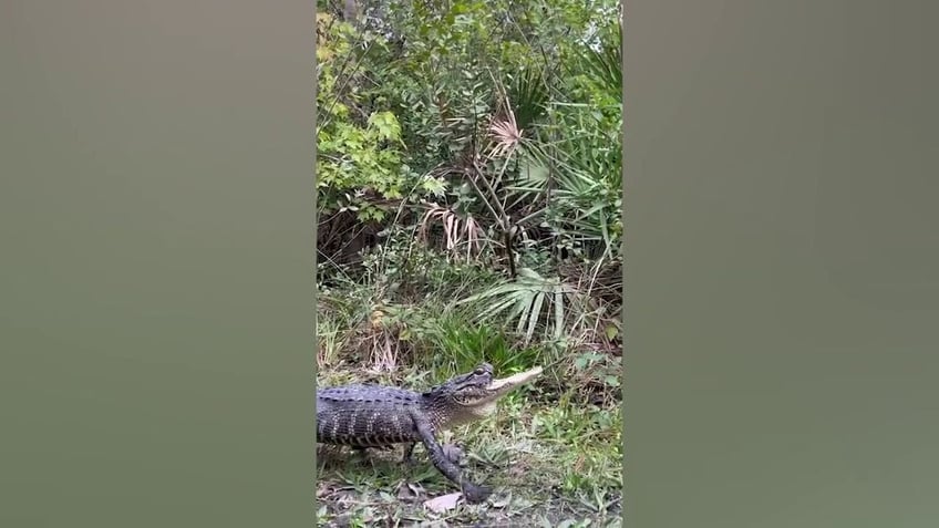 jawlene the florida alligator missing her upper jaw is getting stronger reports