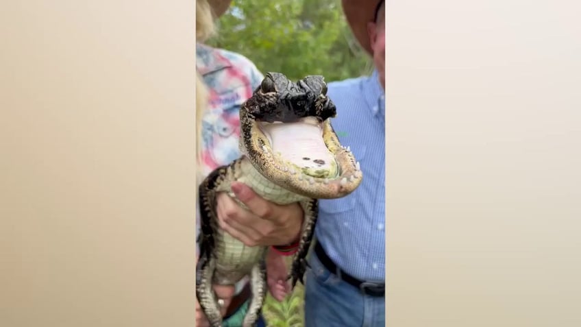 jawlene the florida alligator missing her upper jaw is getting stronger reports