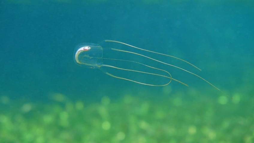 jellyfish are not the simple creatures once thought new study may change an understanding of our own brains