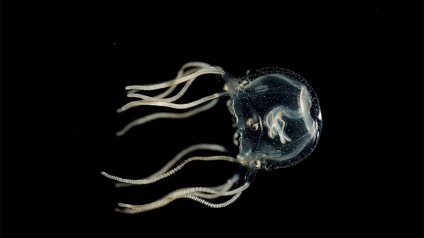 jellyfish are not the simple creatures once thought new study may change an understanding of our own brains