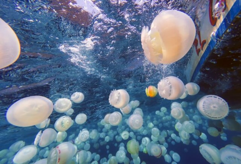 Cannonball jellyfish (Stomolophus meleagris) are pictured off the coast of Chuao, Aragua S