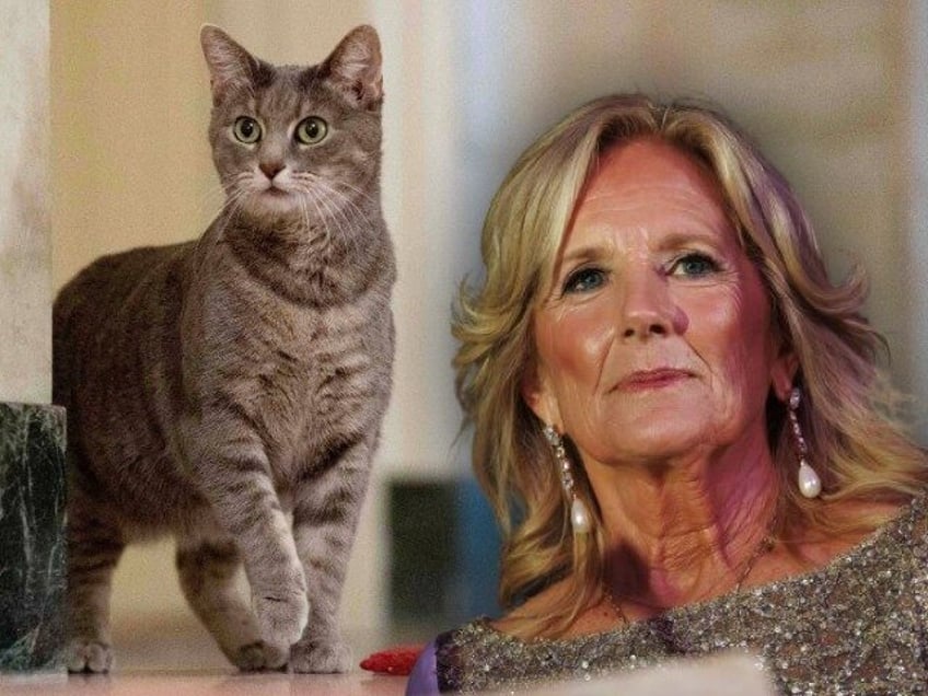 Jill Biden cat