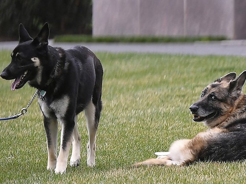 joe bidens dog bites another secret service agent 11th known incident