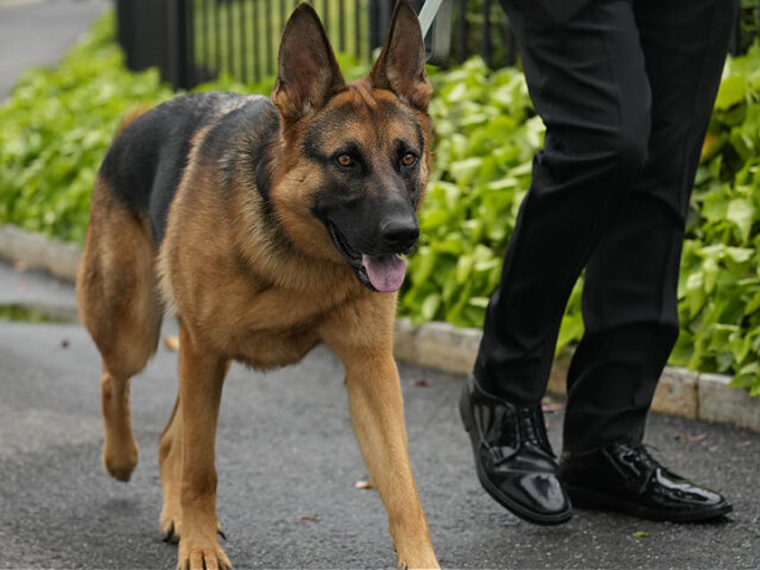 joe bidens dog bites another secret service agent 11th known incident