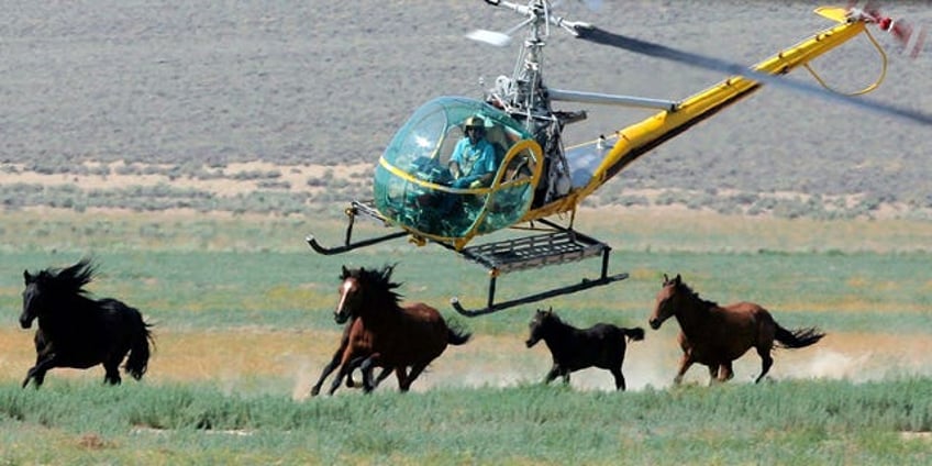 judge allows us government to continue nevadas controversial wild horse roundup