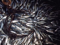 Judge rules feds didn't properly implement plan to restore Pacific sardine population