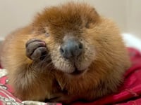 Judge rules Nibi the beaver can stay with her rescue family for now: 'Fallen in love'