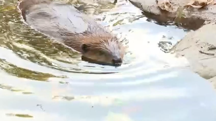 Nibi the beaver swimming