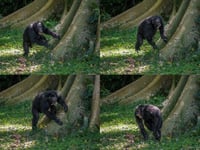 Jungle music: Chimp drumming reveals building blocks of human rhythm