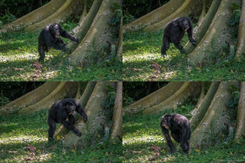 The idea that ape drumming might hold clues to the origins of human musicality has long fa