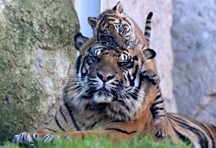 Visitors watching through the glass barrier expressed delight as the cub Kala explored her