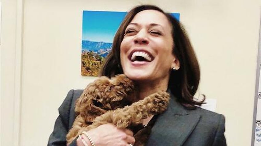 kamala campaign claims shes too busy to do any interviews