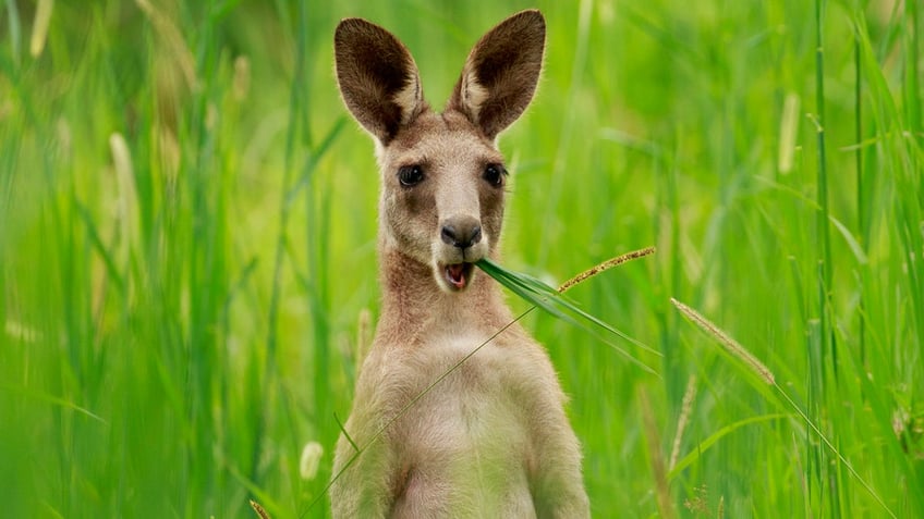 Eastern Grey Kangaroo