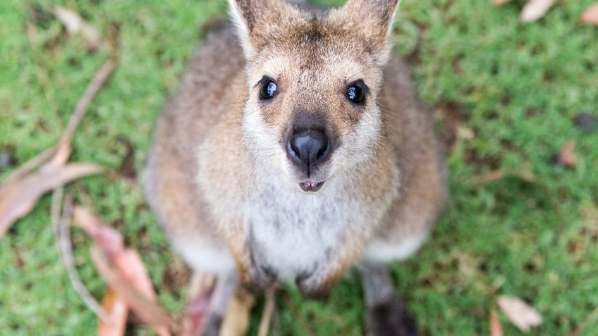 Kangaroo looking at camera.