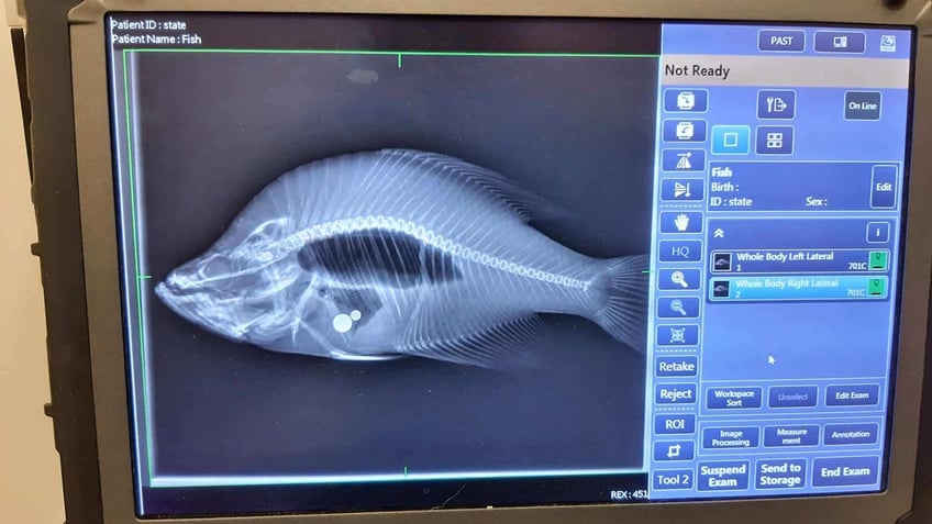 KS crappie x-ray