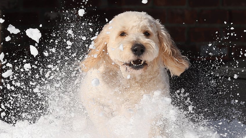 A dog playing in the snow