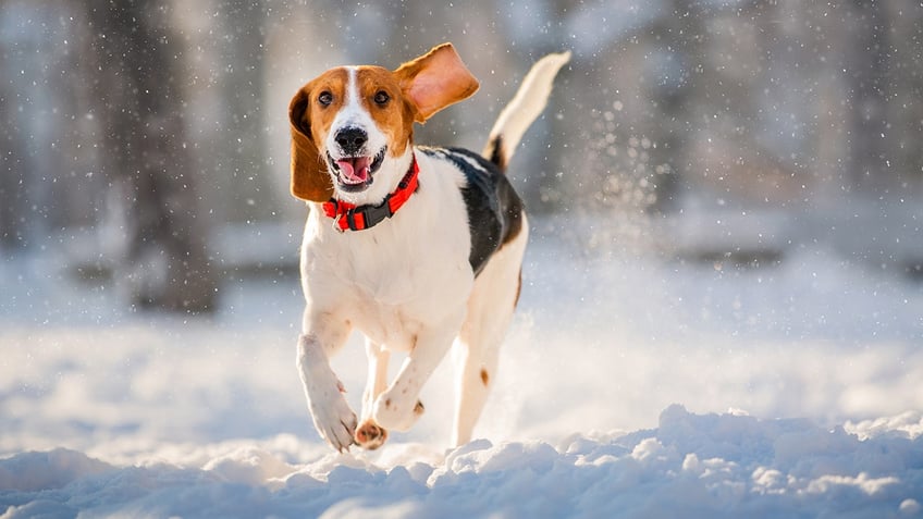 Dog running in the snow