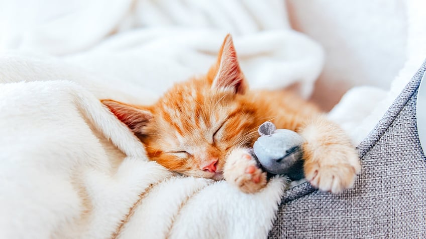 Cat laying on a coach with a blanket