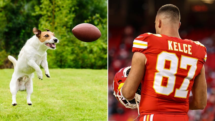 kelce becomes a top trending dog name in america pet companys data shows