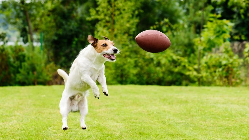 kelce becomes a top trending dog name in america pet companys data shows
