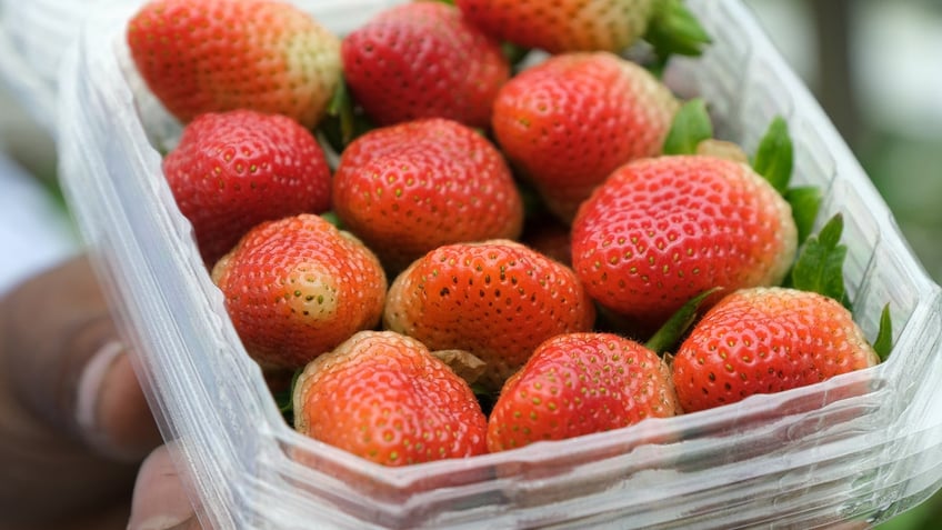 kentucky 8 year old dies after eating strawberries from school fundraiser