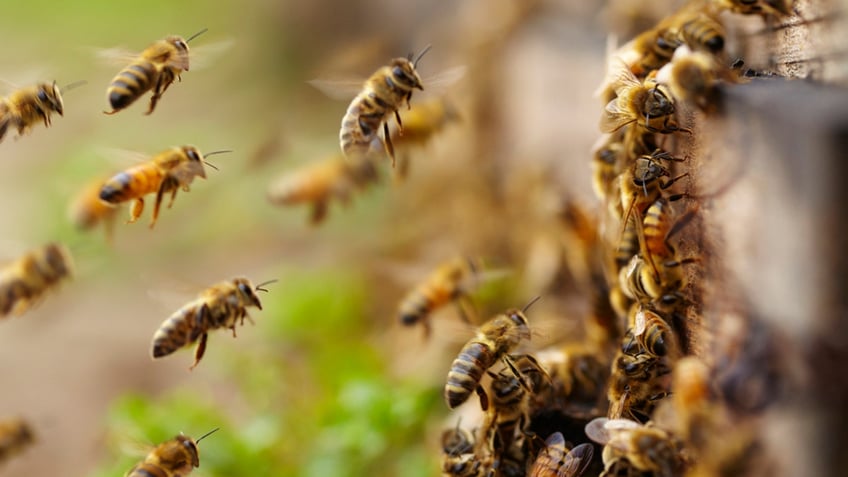 kentucky man 59 killed after being stung by a swarm of bees coroner says