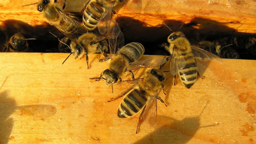 kentucky man 59 killed after being stung by a swarm of bees coroner says