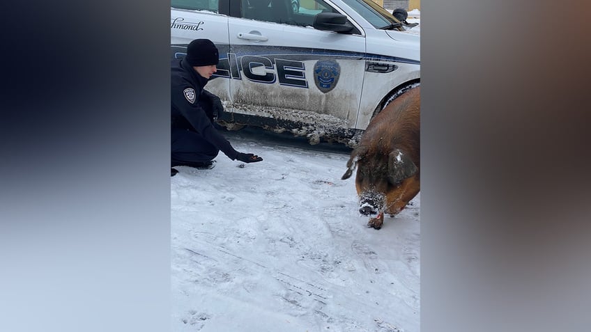 Pig sniffing snow near cop