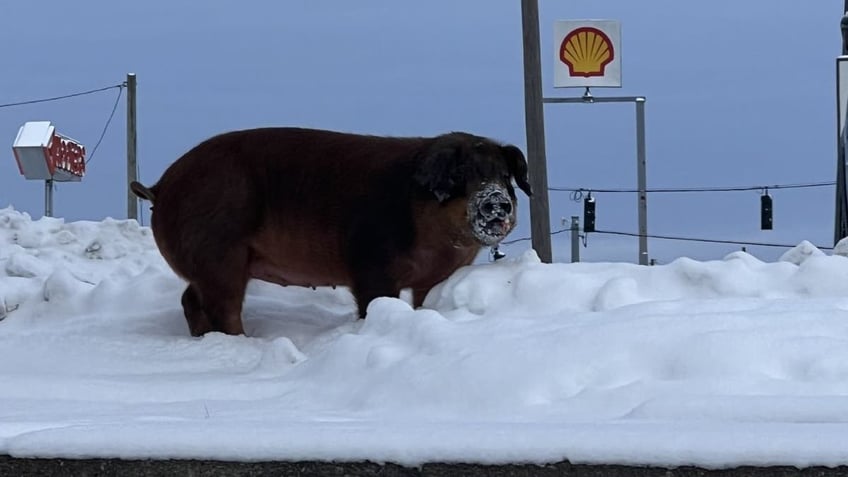 Pig with snow covering its snout